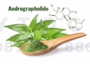 Nghiên cứu khoa học về công dụng của xuyên tâm liên