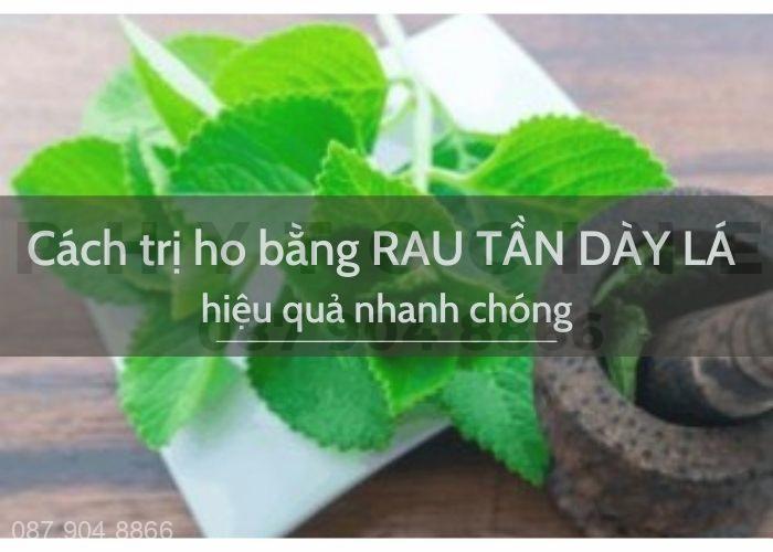 Cách trị ho bằng rau tần dày lá hiệu quả nhanh chóng